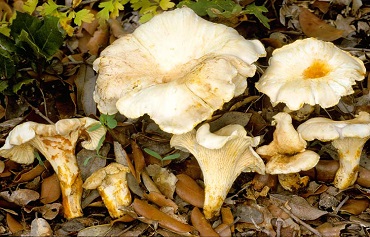 Cantharellus alborufescens exceptionally pale